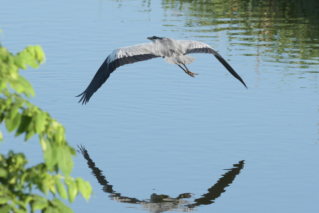 Ardea cinerea