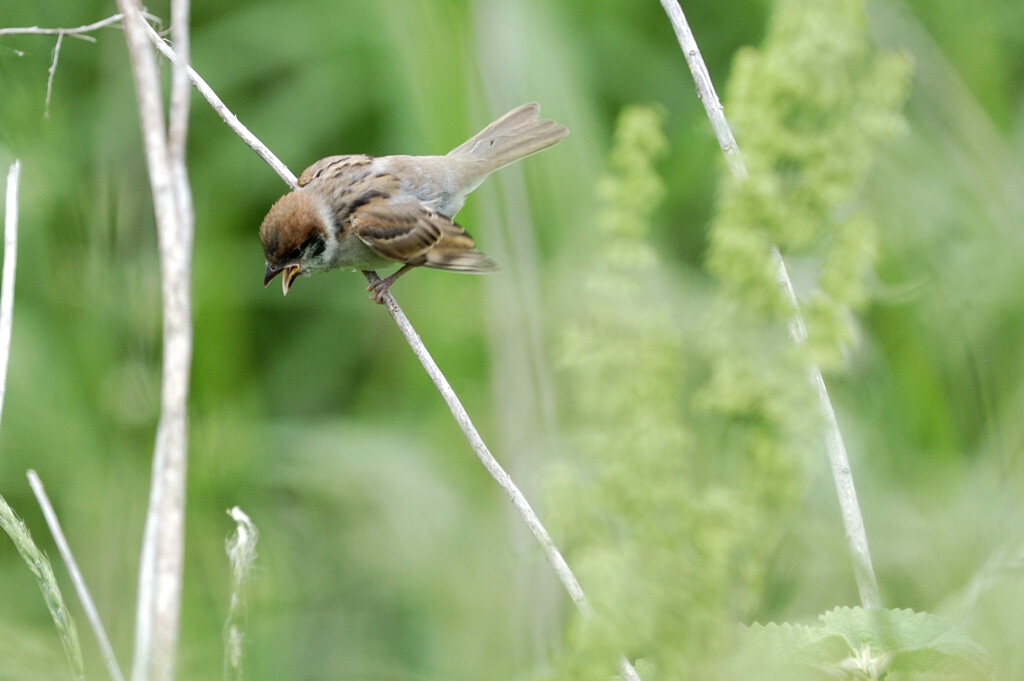 Passer montanus