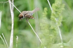Passer montanus