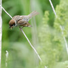Passer montanus