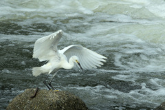 Egretta garzetta