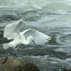 Egretta garzetta