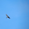 Falco tinnunculus