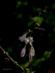 Hosta