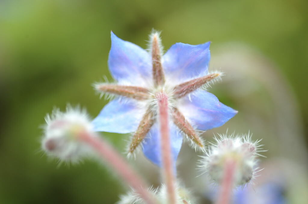 Borago officinalis