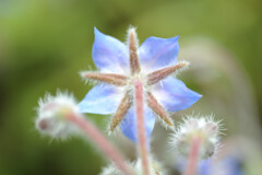 Borago officinalis