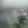 Lamium amplexicaule