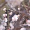 ウメムク