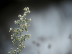 Erigeron sumatrensis