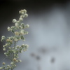 Erigeron sumatrensis