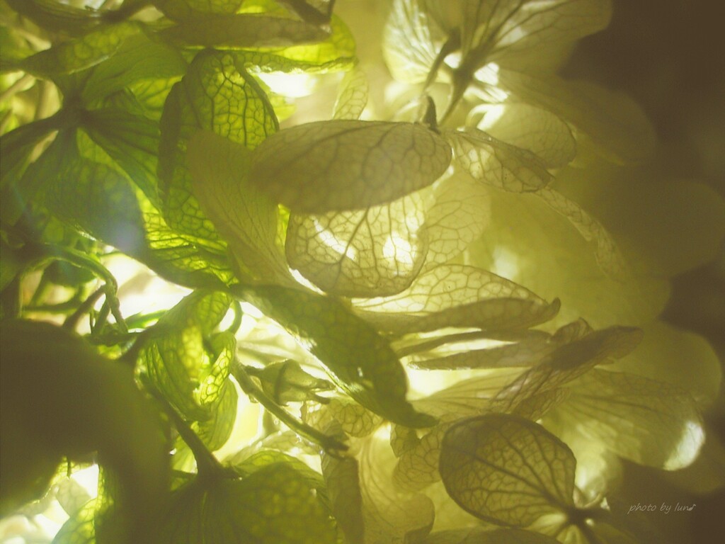 venation of leaf