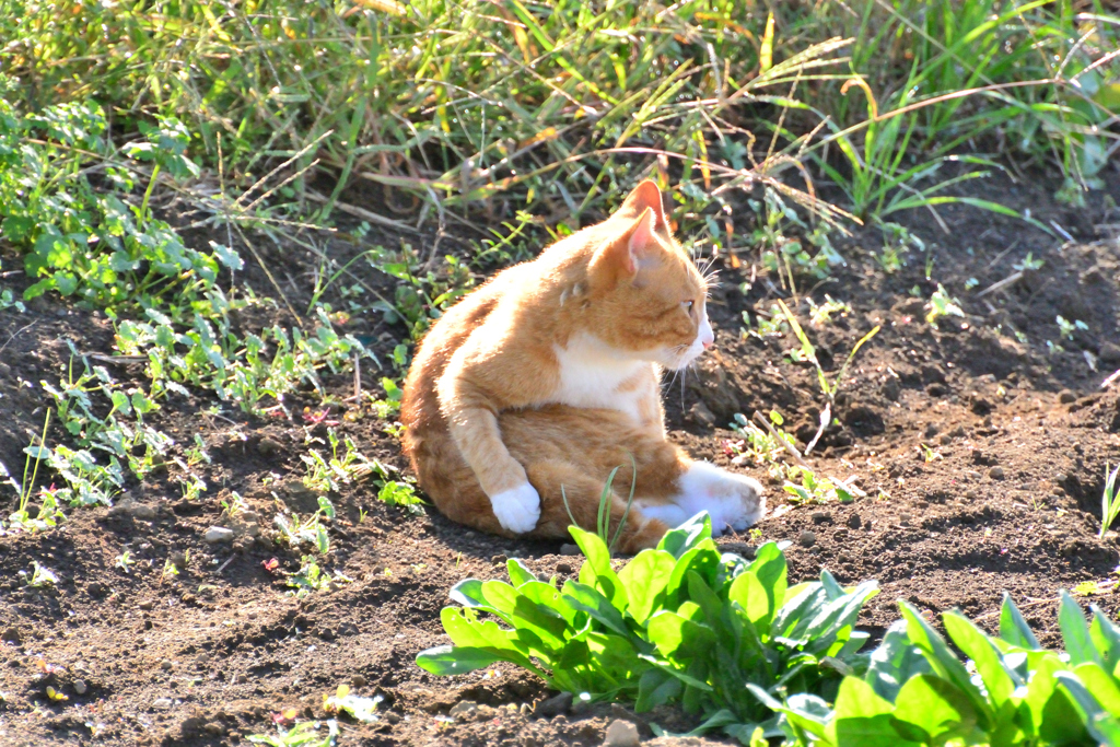 ねこぜ