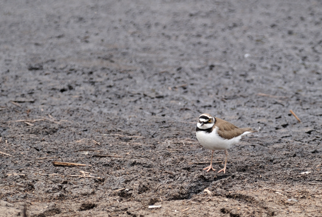 Charadrius dubius