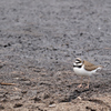 Charadrius dubius