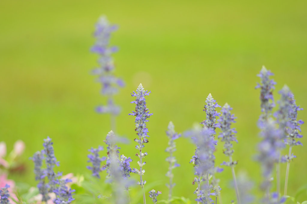 Salvia farinacea