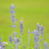 Salvia farinacea