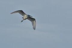 Ardea alba