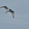 Ardea alba
