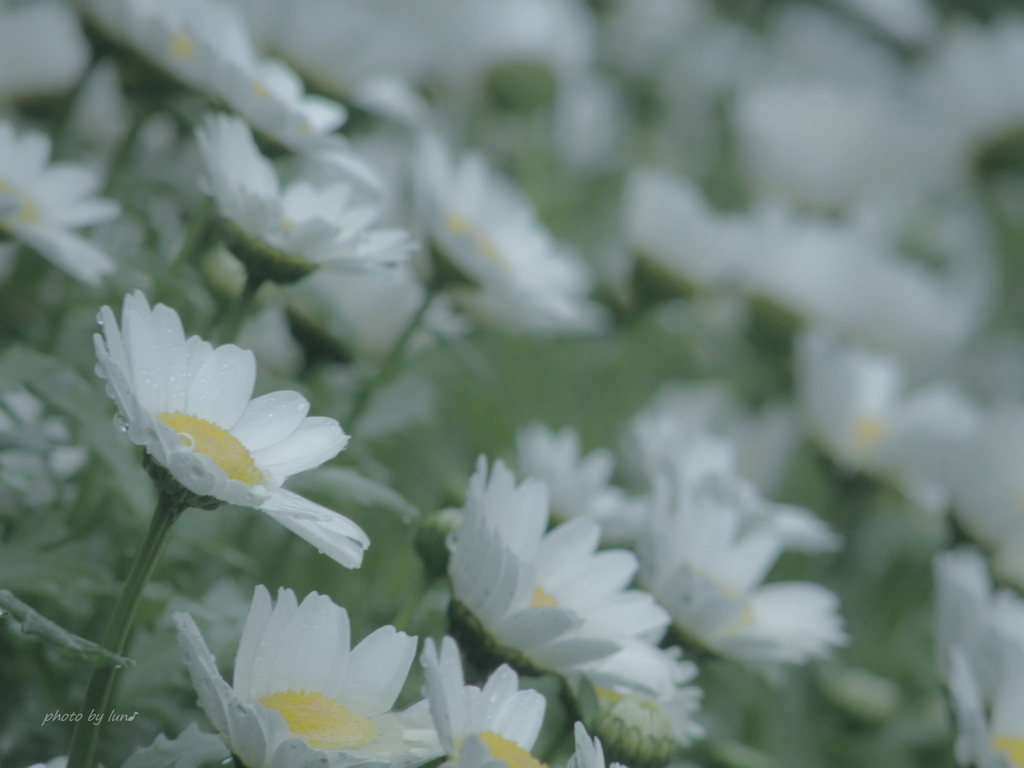 Leucanthemum paludosum