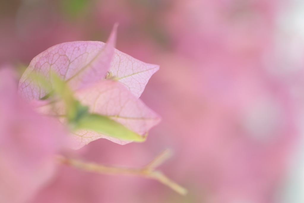 Bougainvillea
