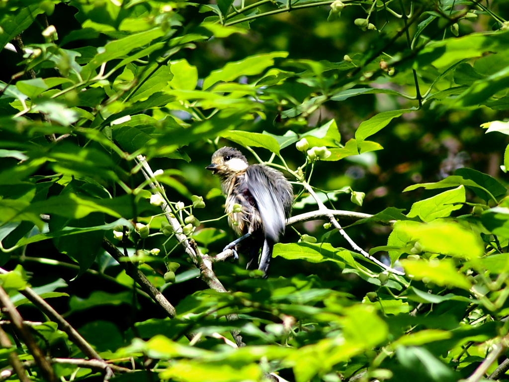 ヤマガラの幼鳥
