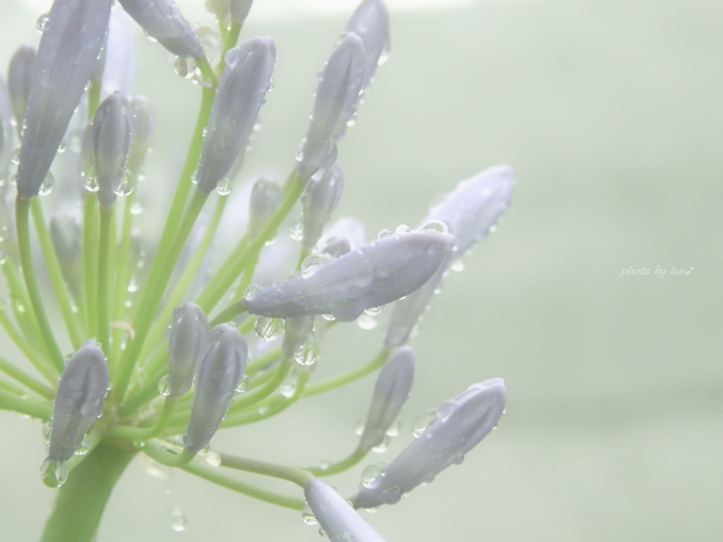 Agapanthus
