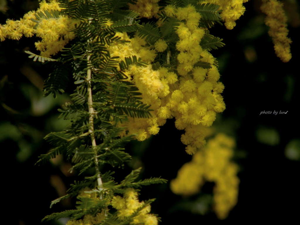 Acacia baileyana