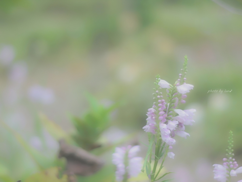 Physostegia virginiana