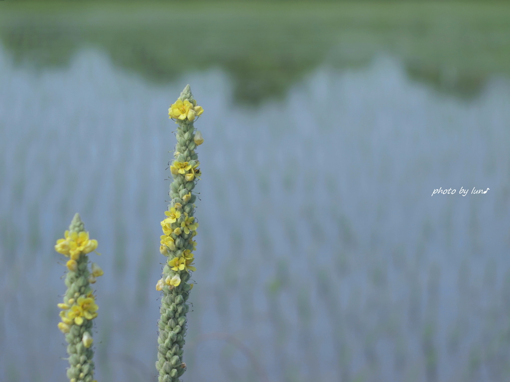 Verbascum thapsus