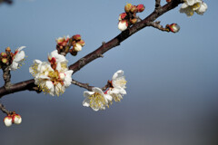 ume