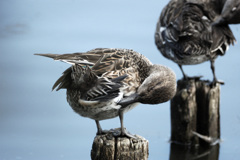 きになるおしり