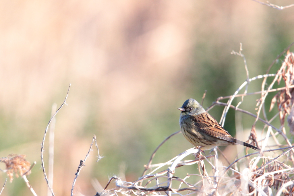 Emberiza spodocephala