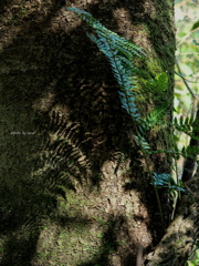 leaf