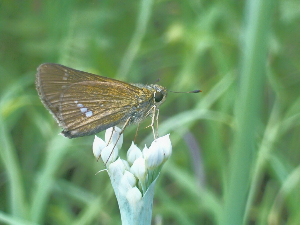 イチモンジセセリ