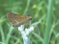 イチモンジセセリ