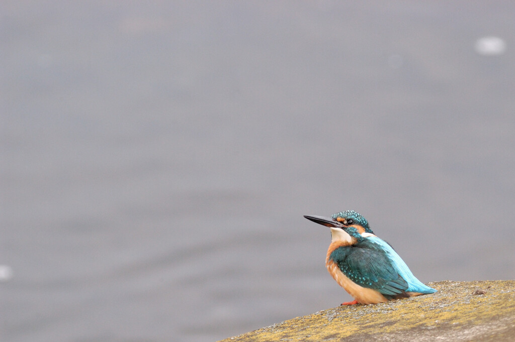 Alcedo atthis