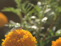 Tagetes