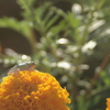 Tagetes