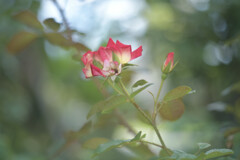 rose bud