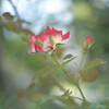 rose bud