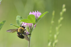 Trifolium pratense