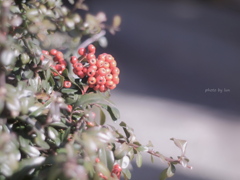Pyracantha