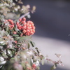 Pyracantha