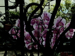 Phalaenopsis