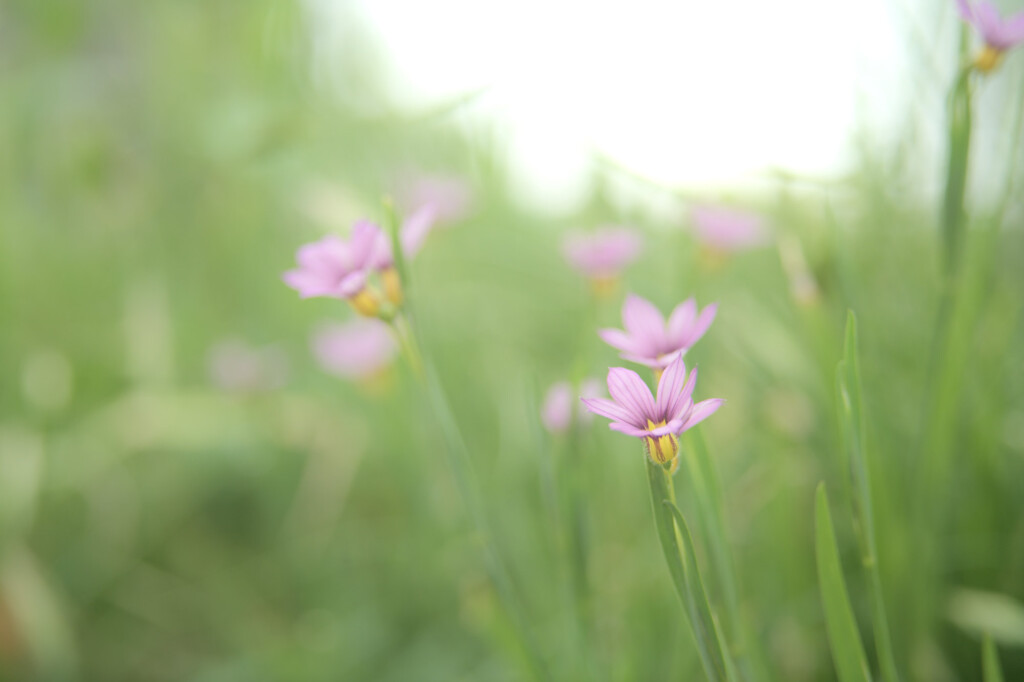 Sisyrinchium rosulatum