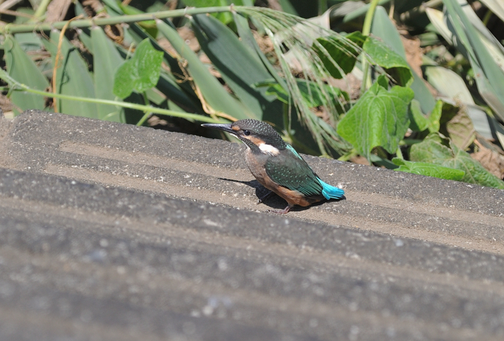 カワセミ