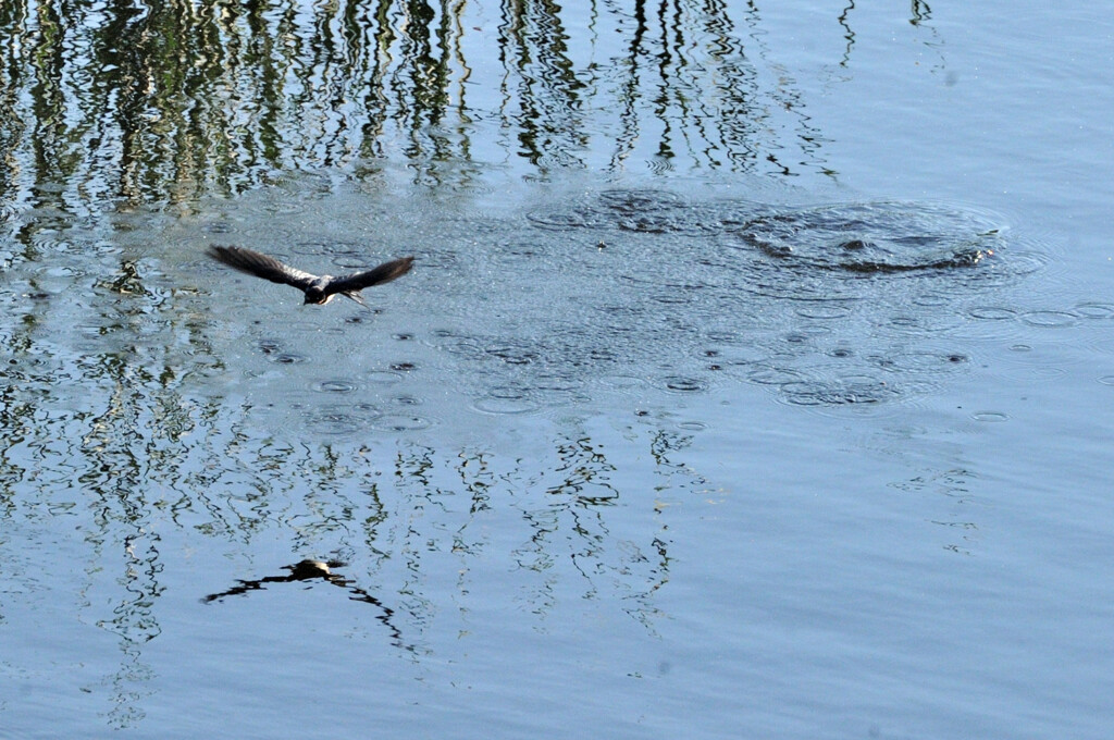 Hirundo rustica