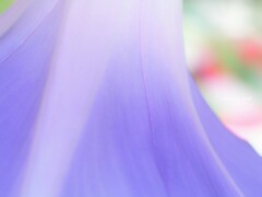 Ipomoea nil