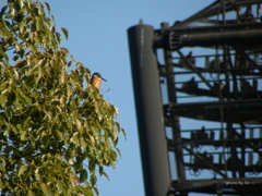 Alcedo atthis