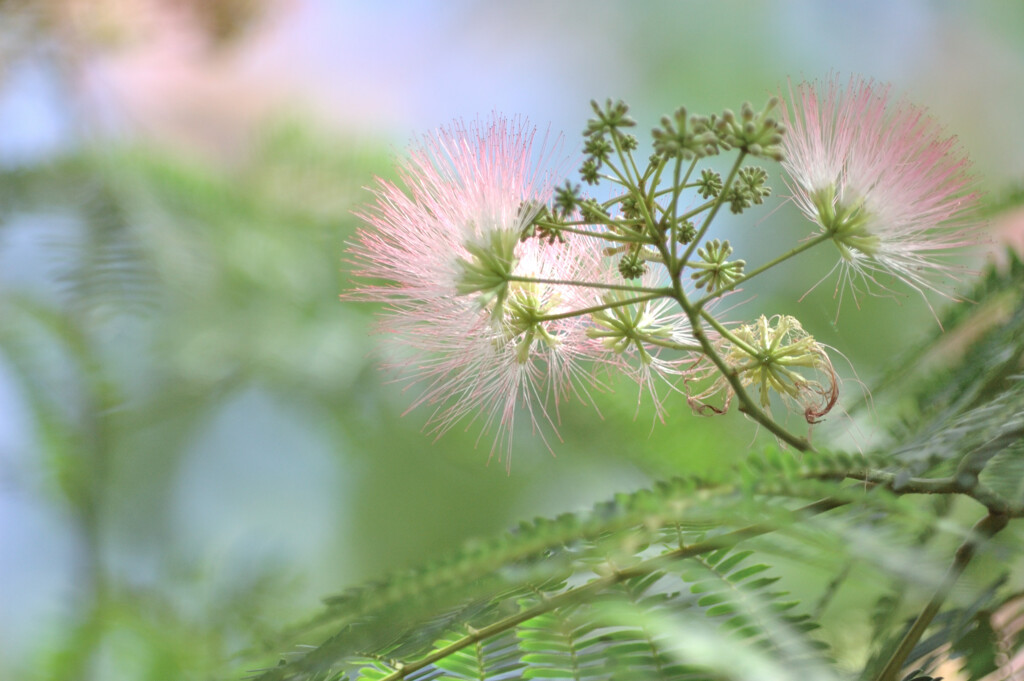 合歓の花